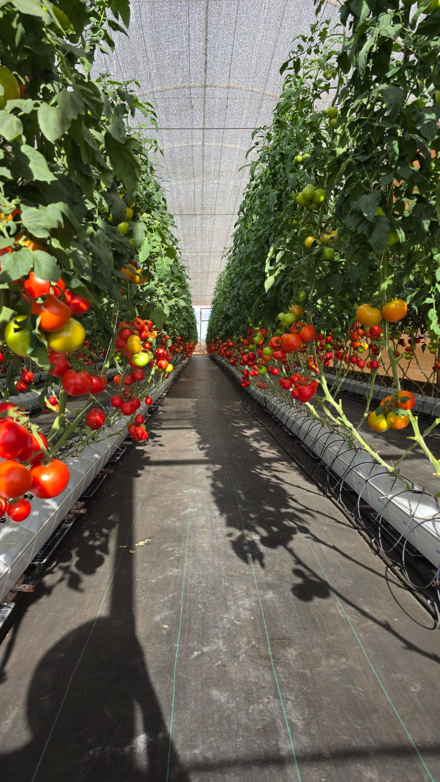Interior de estufa com tomates em produção