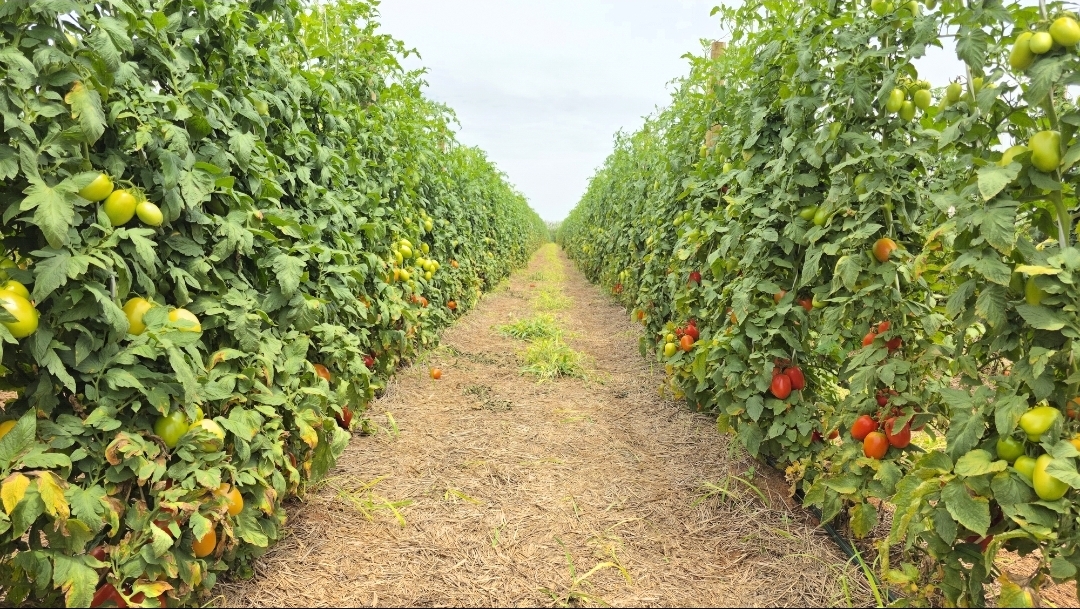 Fileiras de tomate a campo aberto