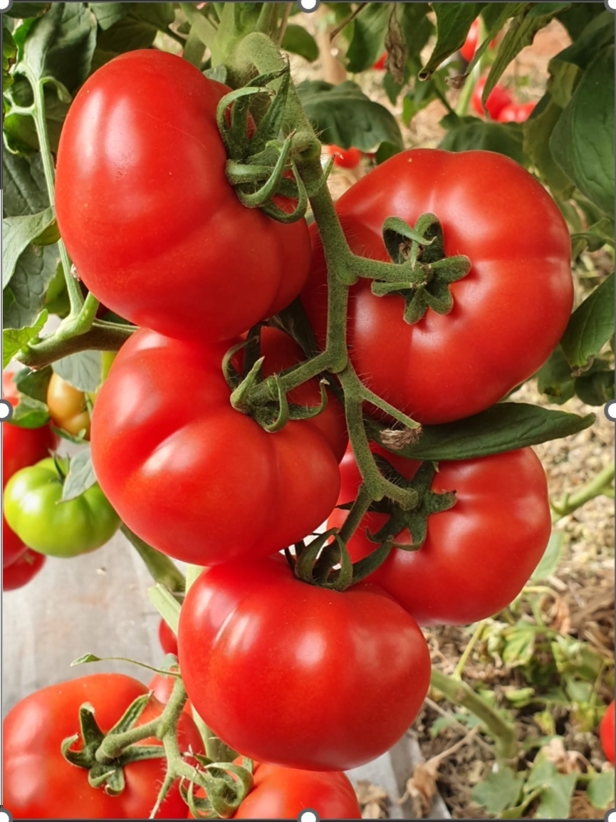 Tomates maduros na lavoura